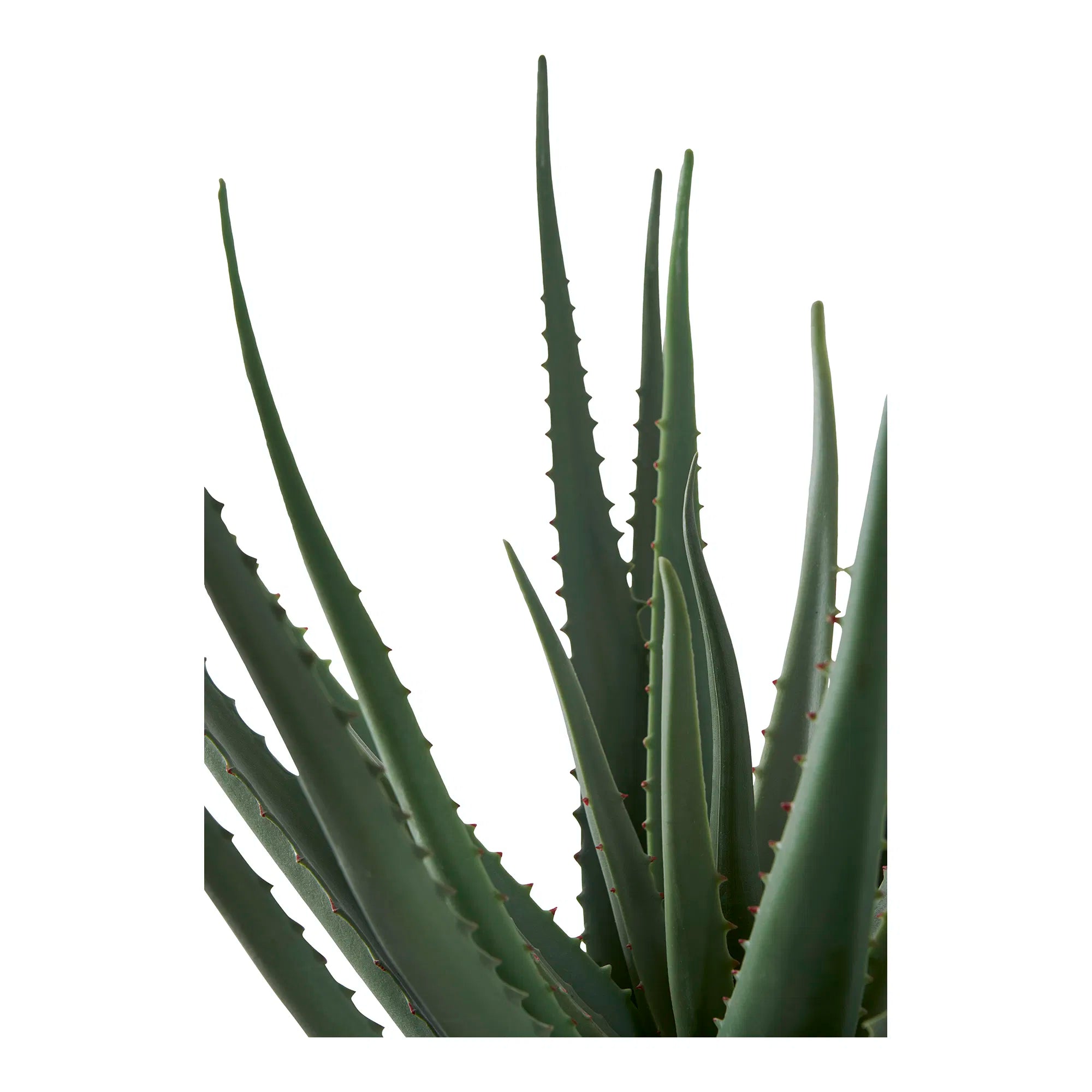 Kunstpflanze Aloe Vera – 51 cm pflegeleichter Klassiker im modernen Look
