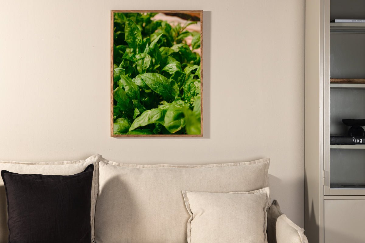 Poster Basil made of high-quality paper