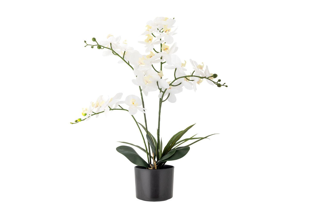 Kunstpflanze White Nola - 84 cm