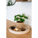 Artificial Plant Pelia – 28 cm of Decorative Freshness in Miniature Format