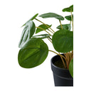 Artificial Plant Pelia – 28 cm of Decorative Freshness in Miniature Format