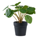 Artificial Plant Pelia – 28 cm of Decorative Freshness in Miniature Format